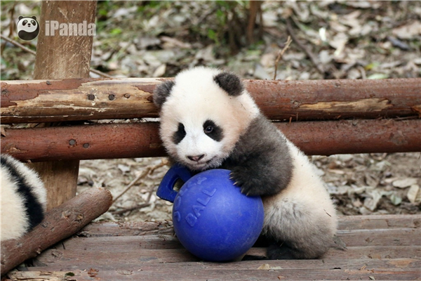 激萌!奶妈收走玩具小马 大熊猫福顺怒而打滚