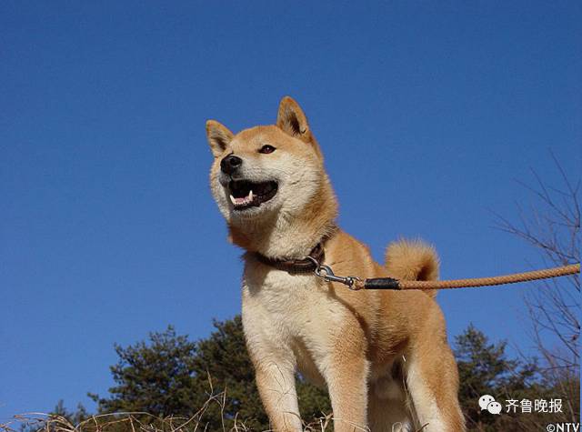 16歲表情包柴犬北登去世 日本網民集體哀悼