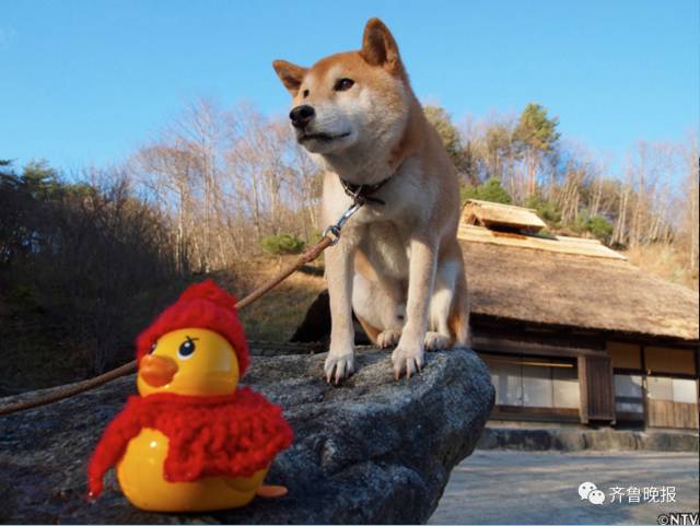 北登柴犬死因怎么回事图片