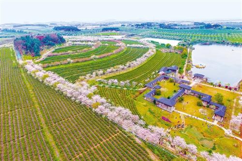 南昌鳳凰溝景區內,一株株櫻花樹錯落有致地種植在茶園中,恣意怒放