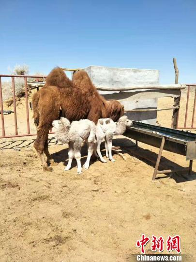 内蒙古"戈壁红驼之乡"红驼生下罕见白驼羔双胞胎