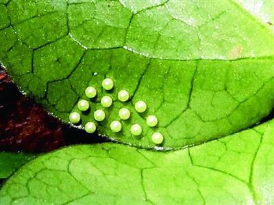 虎凤蝶卵你见过吗