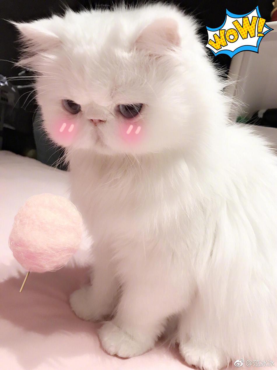 又虐狗了!范冰冰李晨同晒爱猫秀恩爱