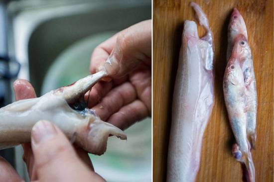 肚子里还有小鱼,有的甚至不止一条,最多的出现了大大小小的四条小鱼