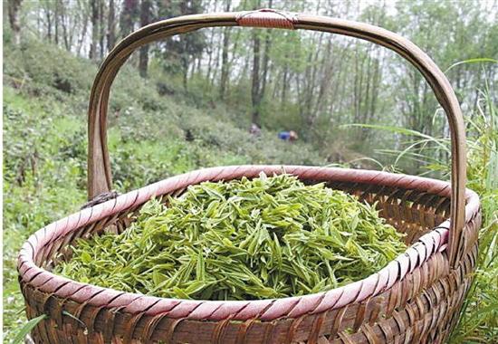 春风十里安顶云雾茶茶香四溢