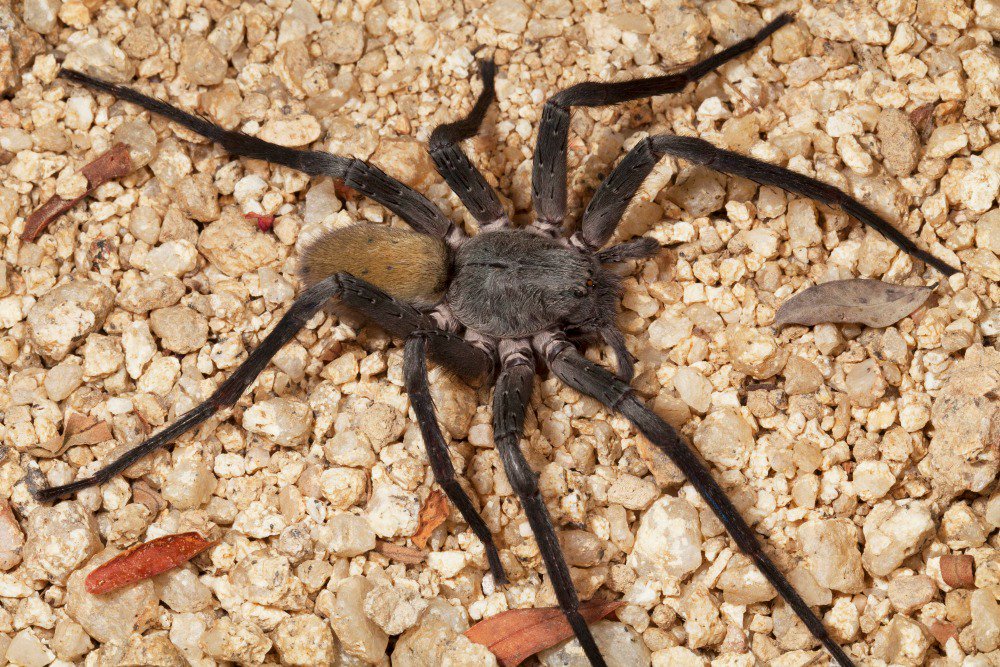 墨西哥现新型巨型蜘蛛:4对眼睛 2根獠牙
