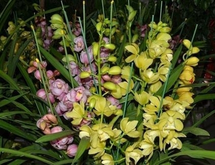 河南农民采三株“野草”获刑3年 还罚3000元 河南农民采三株“野草”获刑3年 还罚3000元