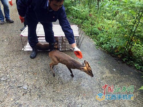 警方破获特大跨省贩卖野生保护动物案涉案动物2000多只