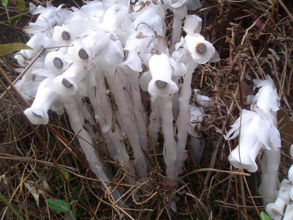 水晶兰(水晶兰植物大战僵尸)