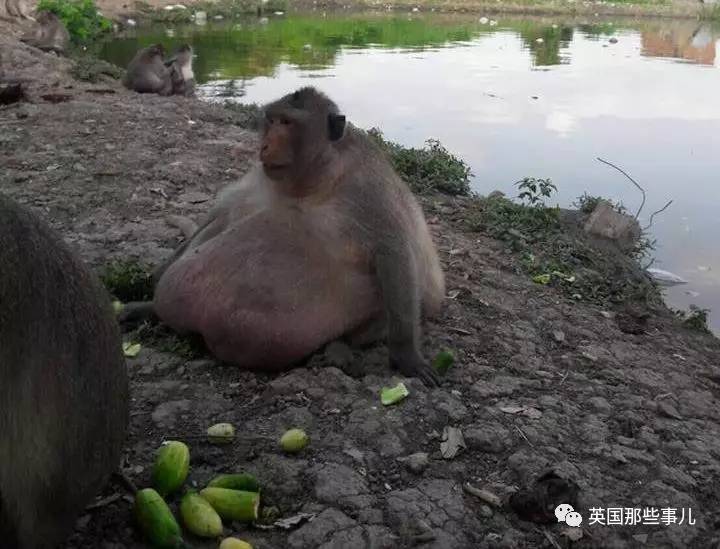 大师兄竟把自己吃成二师兄……再也不说瘦得像猴了!