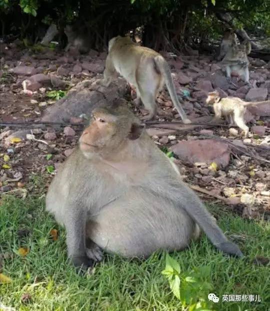 大师兄竟把自己吃成二师兄……再也不说瘦得像猴了!