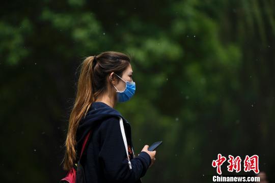 资料图:杨柳絮乱飞惹人烦 民众戴口罩出行.武俊杰 摄