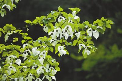 鸽子花悄然开放