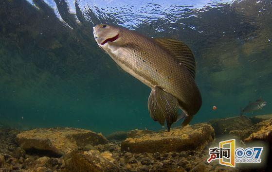 男子在湖里钓到一条鳟鱼,打开鱼肚子后画面不忍直视!__中国青年网