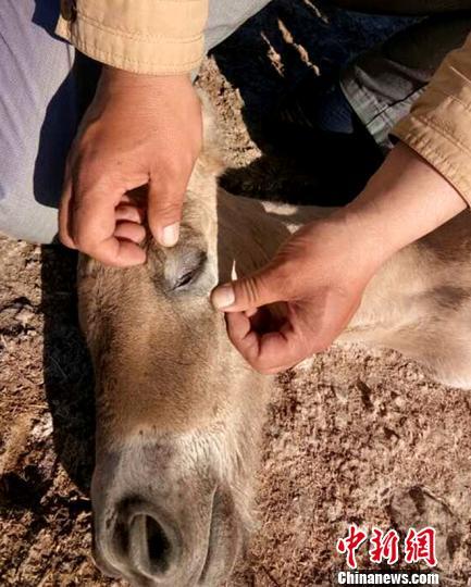 新疆野马繁殖研究中心迎"小公主"