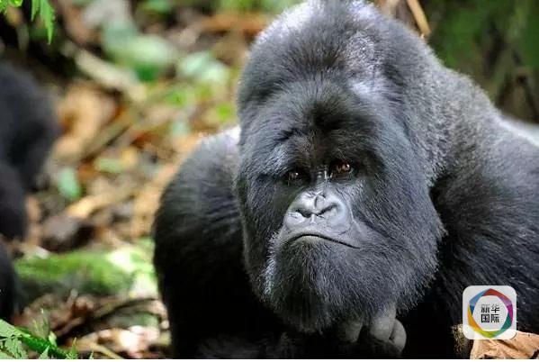 花一个月工资瞅一眼卢旺达大猩猩,为什么游人还是趋之若