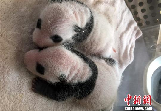2017年全球首对圈养大熊猫双胞胎在成都诞生(图)