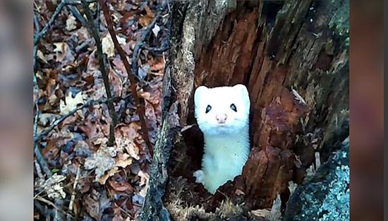 美罕见白鼬鼠爬出树洞向路人问好