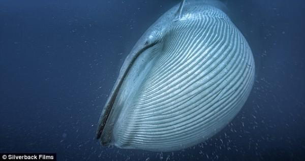 须鲸的特点是它们有鲸须板和与之相配的喷水孔