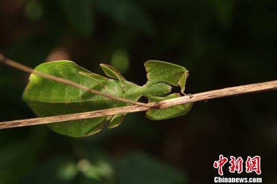 雲南普洱現珍稀竹節蟲滇葉形似樹葉圖