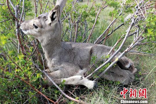 狍子崽图片