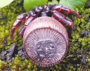 "印章蜘蛛"再现成都 被网友戏称"朱元璋"