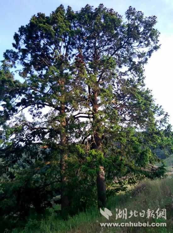 湖北竹山发现一对夫妻树铁坚油杉已360多岁图