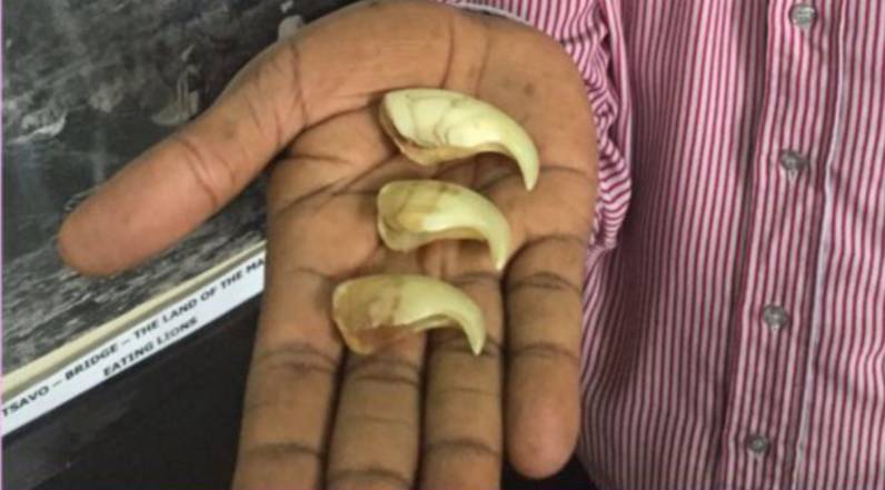 1896年的三枚虎爪(图片来源:bbc)