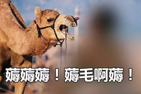 老太太逛动物园薅骆驼毛动物园发文解释