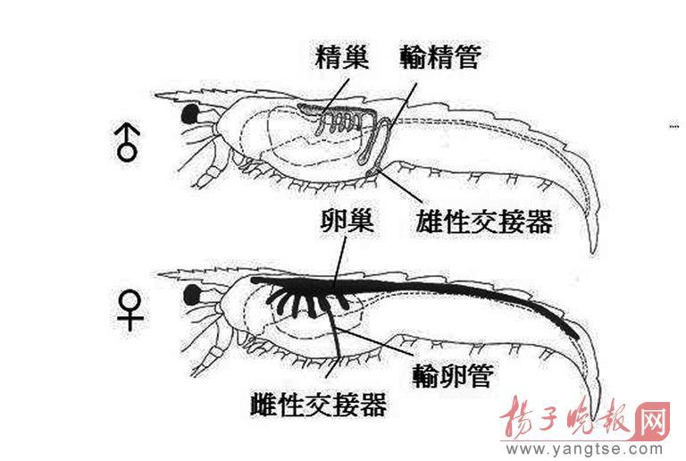 虾繁殖过程图片