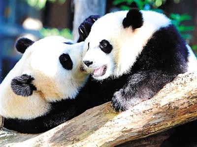 美國首都華盛頓動物園,熊貓