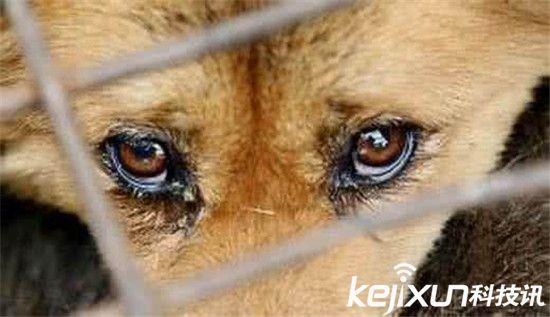 爱狗人士拦车救待宰犬 玉林狗肉节被官方叫停照吃不误?