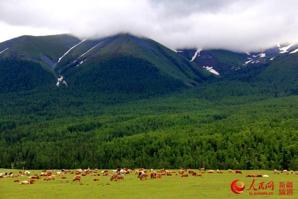 新疆那仁夏牧场一碧千里牛羊壮云雾缭绕山间藏