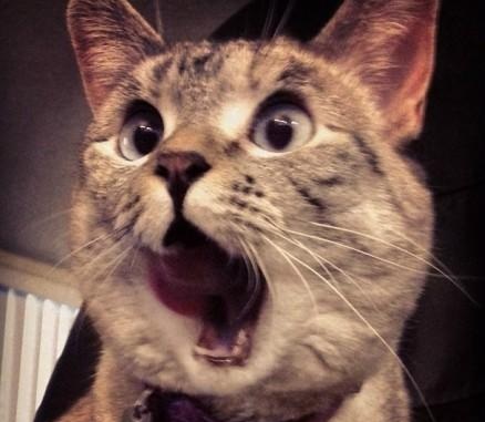 网友带猫做绝育,被宠物医院的锦旗笑出猪叫