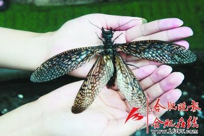 中国最大蜻蜓你见过吗两种珍稀昆虫首现黄山