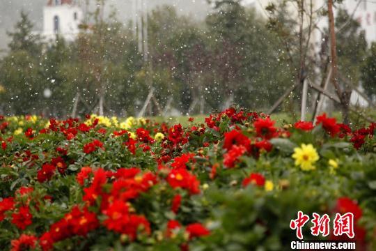 中蒙边境阿尔山首迎八月飞雪 中国情人节鲜花