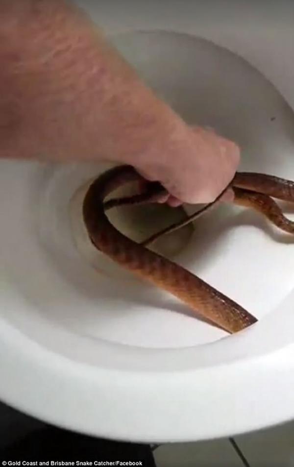 澳洲黄金海岸棕蛇厕所捉迷藏蛇王徒手擒拿
