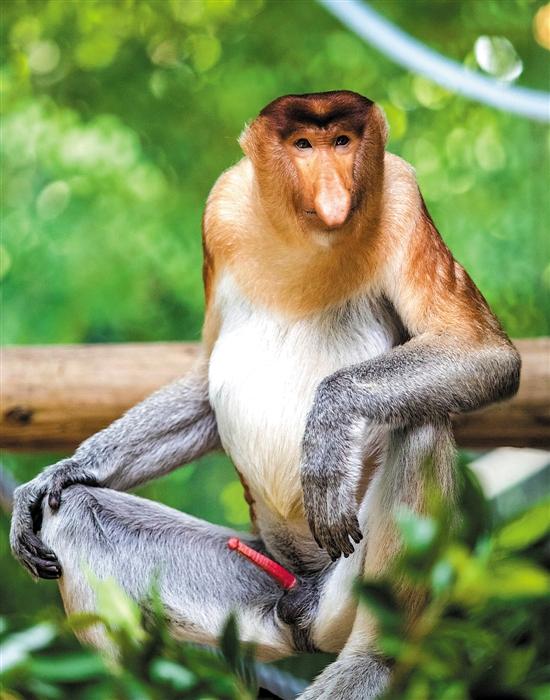 印尼国宝大鼻猴中国首展