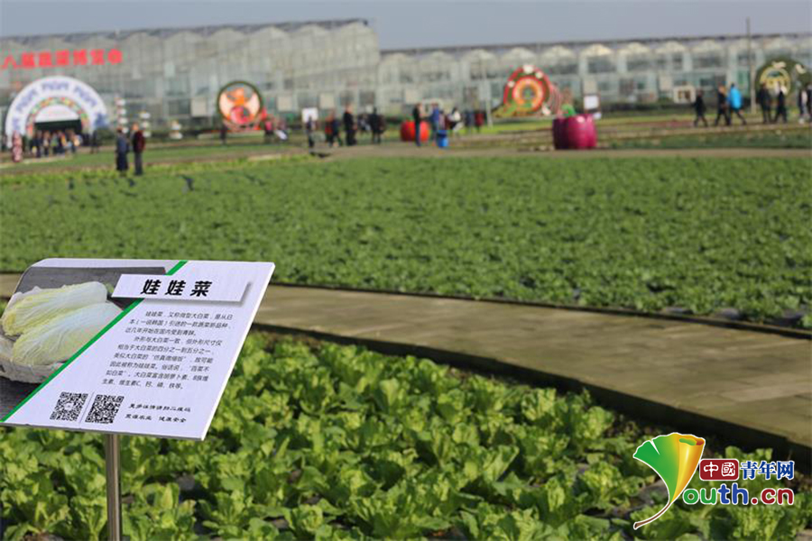 第八届四川蔬菜博览会 绿色盛宴点亮金秋彭州