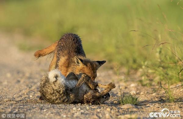 立陶宛森林上演罕见一幕狐狸捕食野兔遭反击落荒而逃