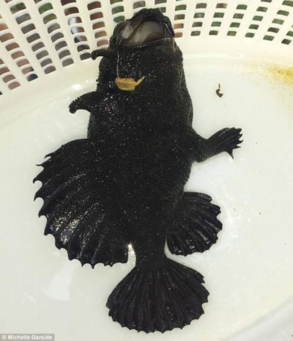海里黑色的鱼图片图片