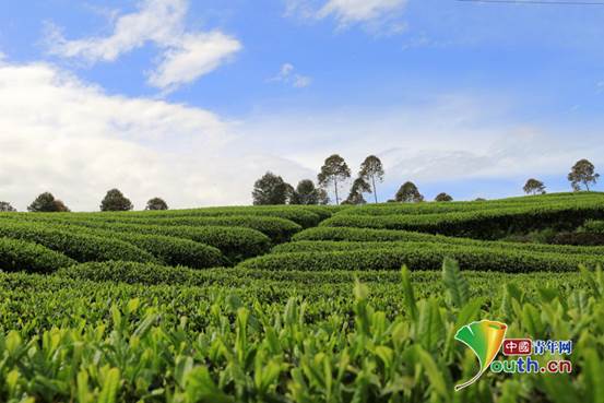 成都採茶節將於近日啟幕 蒲江10萬畝春茶待摘