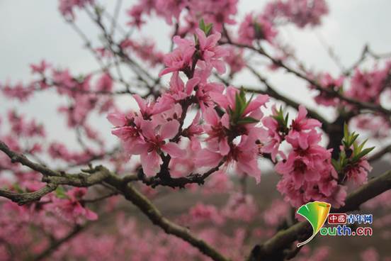 四川廣漢:滿山的桃花開了