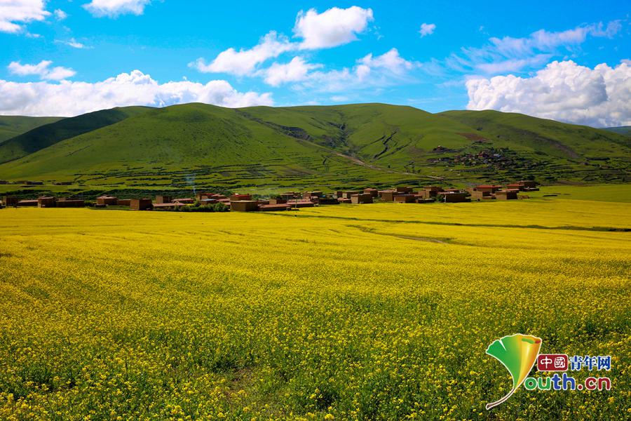 四川阿坝县:热血青年返乡造"黄金田" 农业机械化落地生花