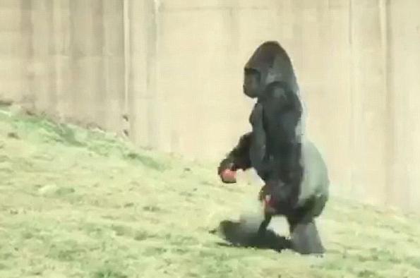 好笑!美国一大猩猩为保持双手清洁直立行走