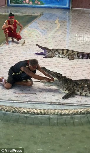 泰国驯兽师表演时将手伸进鳄鱼嘴 被鳄鱼一口