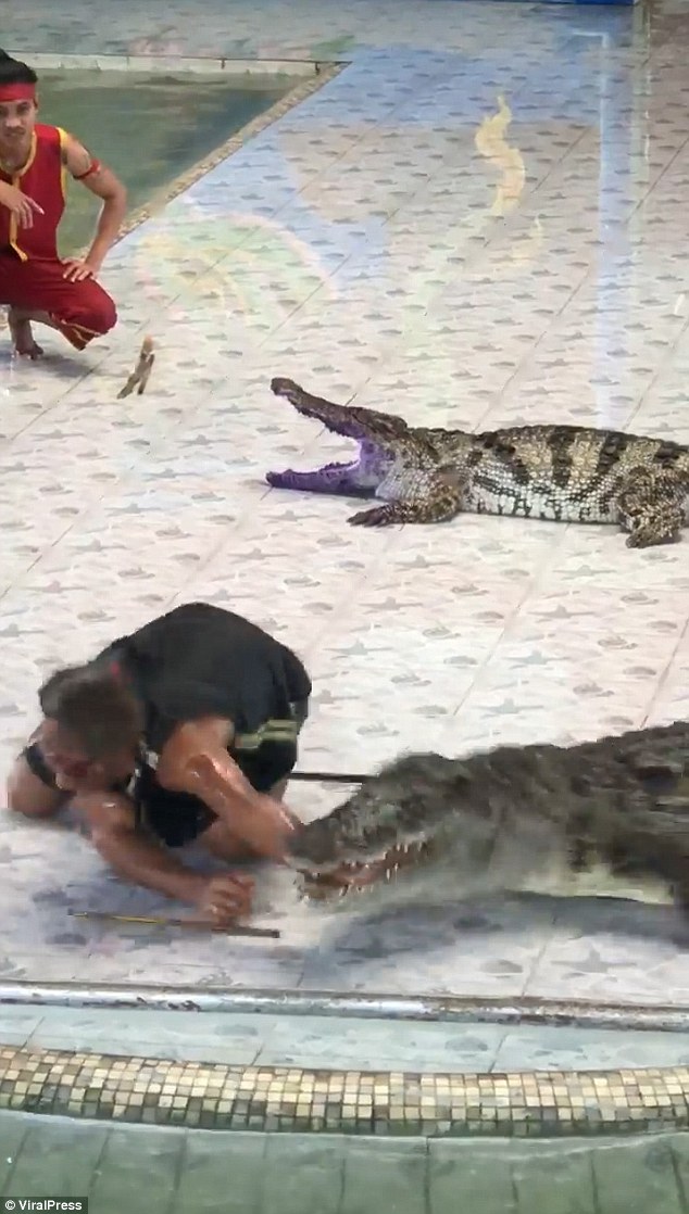 泰国驯兽师表演时将手伸进鳄鱼嘴 被鳄鱼一口
