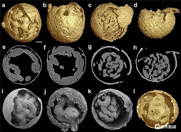 贵州发现61亿年前的胚胎化石揭晓先有鸡还是先有蛋