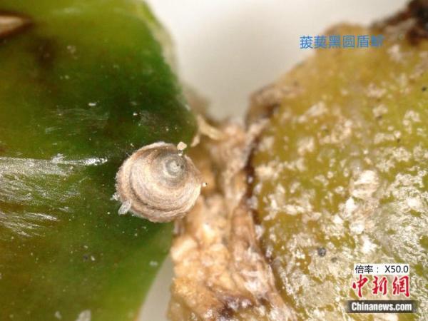 菝葜黑圆盾蚧.国台办供图