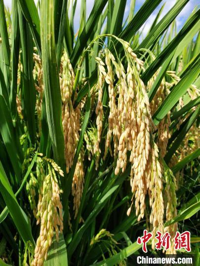 全国杂交水稻双季亩产3000斤项目在三亚首获丰收